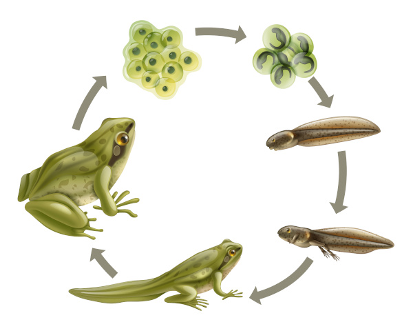 Observe o ciclo de vida do anuro, o qual envolve uma fase larval aquática e um adulto que vive no ambiente terrestre.