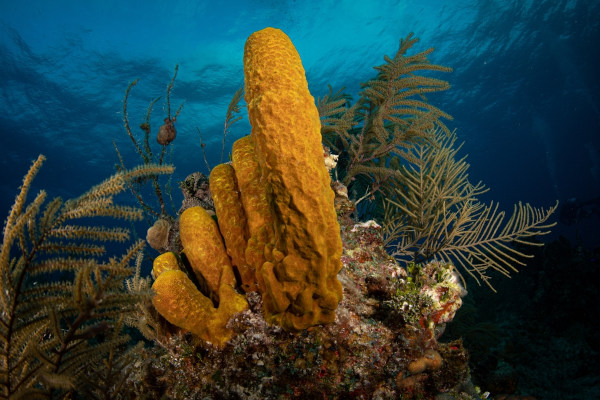 Esponja-do-mar, representante do filo porífera, um dos filos do Reino Animalia.